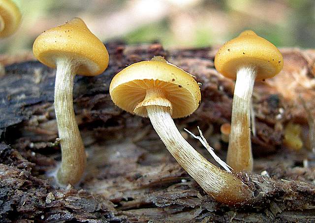 Una Galerina 